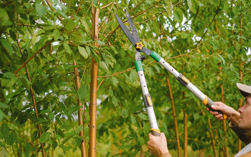 Tree trimming in Cathlamet, WA